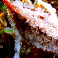 weekly photo challenge: changing seasons: Frosted leaf