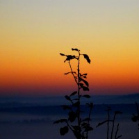 Fog and sunrise III